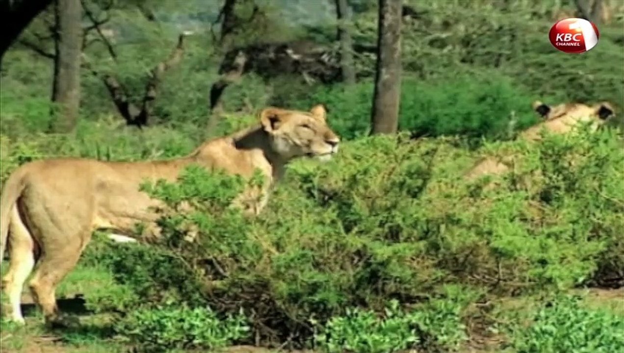 Magical Scenes: Shaba National Reserve in Isiolo County