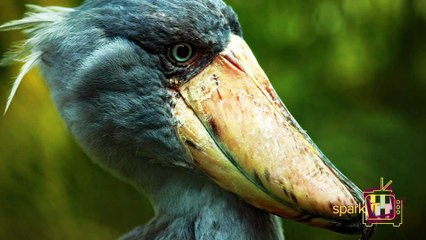 அழகிய  அகோர பறவை.!