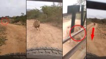 Lion Chases Safari Jeep In Bellary Zoological Park || కోపంతో రగిలిపోయిన సింహం!! || Oneindia Telugu