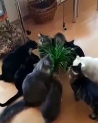 Ces adorables chats se déchaînent sur une plante ! Mais regardez bien à l'arrière