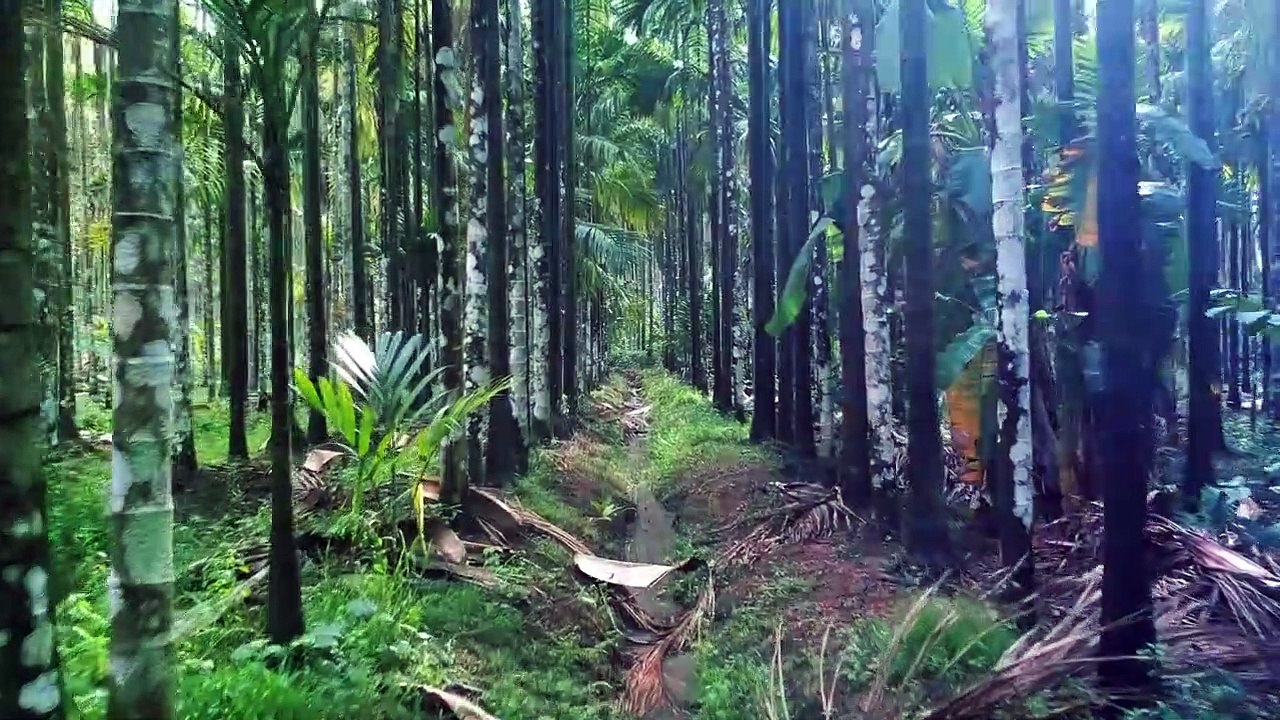 Betel Nut Trees - Brett Sidman