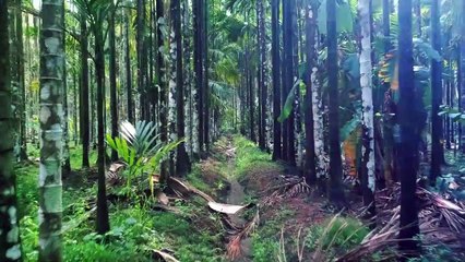 Betel Nut Trees - Brett Sidman