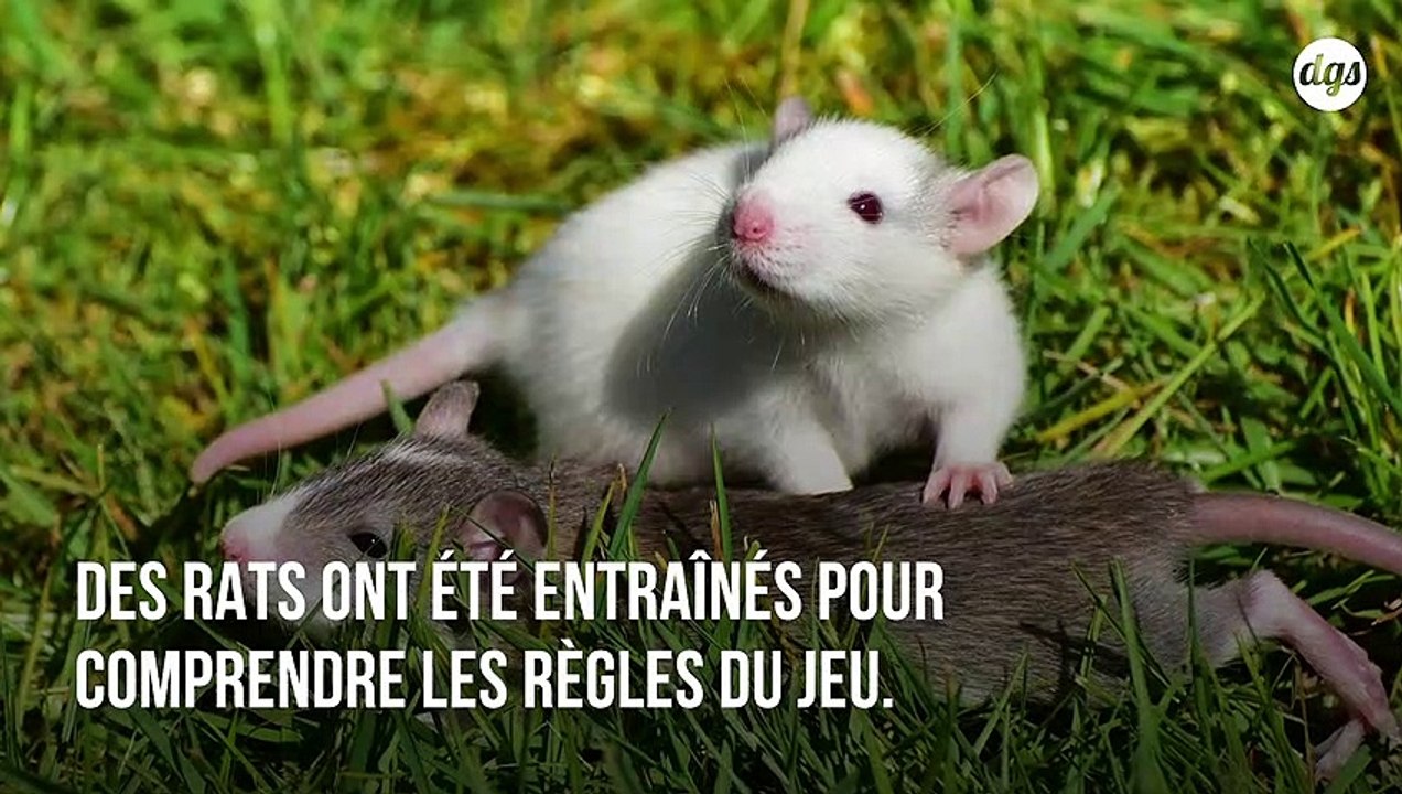 Les rats sont des animaux extraordinaires : ils aiment jouer à cache-cache