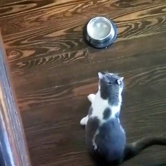 Le miaulement de ce chat vaut de l'or