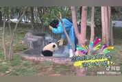 Videos divertidos de Panda - Compilación divertida de Panda