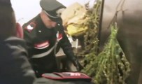 Tivoli (RM) - Fabbrica di marijuana a due passi da Villa Adriana (11.10.19)