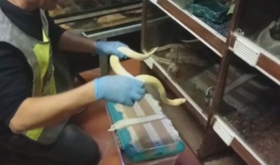 Ancona - Sequestrati 138 pitoni trasportati illegalmente dalla Grecia (11.10.19)