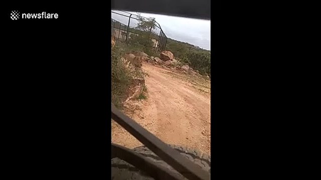 Lion chases jeep full of safari-goers in southern India