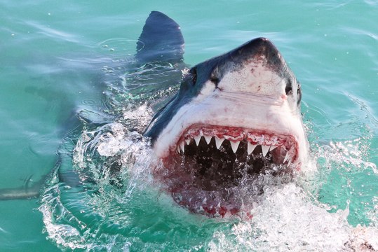 El tiburón grande se come al chico frente a espeluznados buzos
