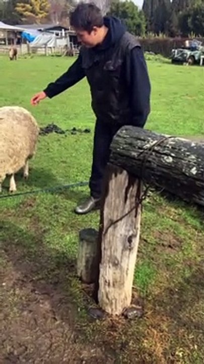 Ram Gets Revenge for Being Ridden