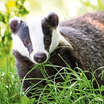 TalkRadio with Matthew Wright 9Oct19 - Dominic Dyer & Matthew discuss the badger cull