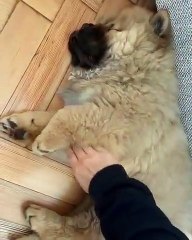 Douces caresses relaxantes pour ce toutou à moitié endormi