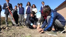 Öğrenciler okul bahçesinde patates üretti - KARS