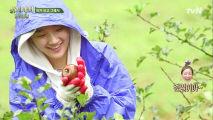 비도 오고 그래서 사과 생각이 났어♬ 모닝 텃밭 털이도 통 크~게