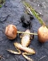 Ce crapaud soulève des poids et c'est juste hallucinant