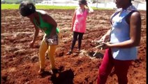 Imigrantes haitianos iniciam cultivo de horta do Programa Agricultura Urbana
