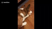 'Fierce' corgi protects his owner from a TINY bug crawling on kitchen floor