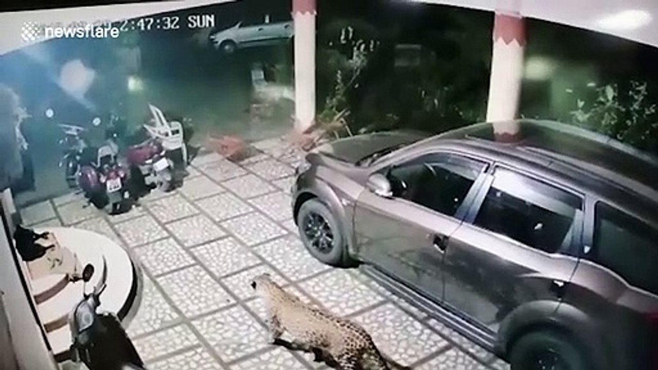 Dog escapes jaws of death when attacked by leopard in west India