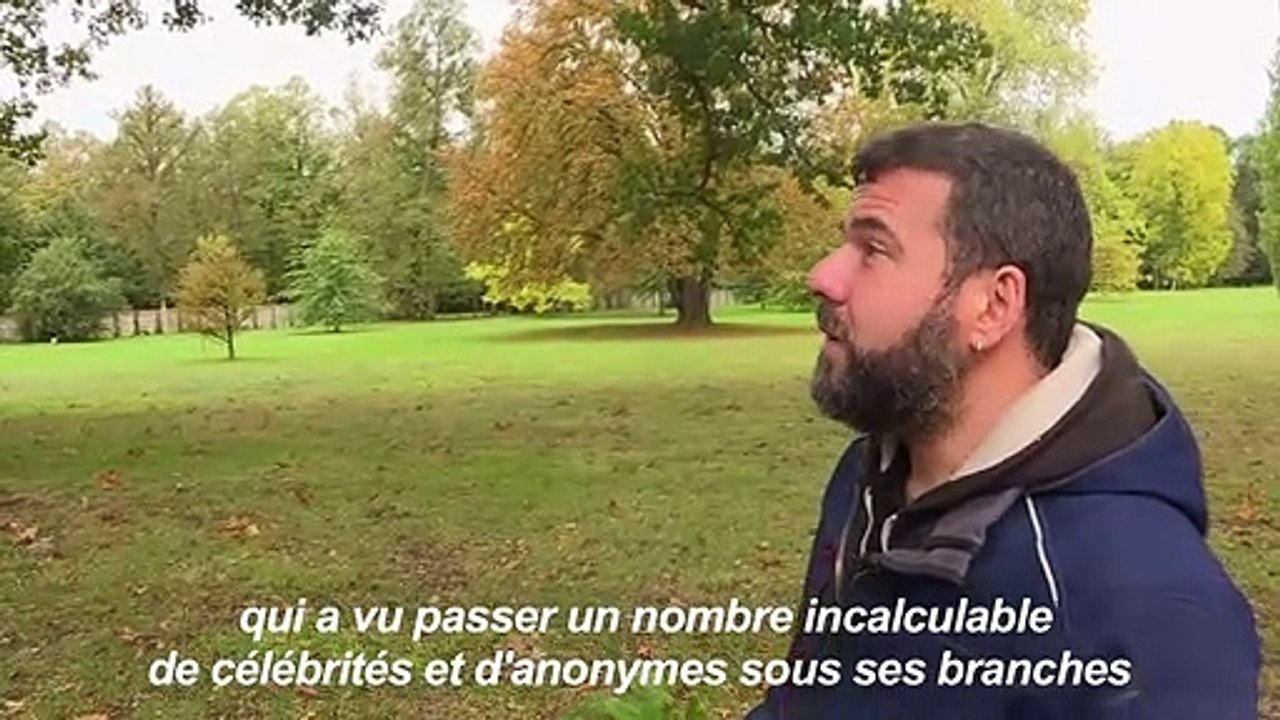 Les "arbres admirables" de Versailles, mémoire vivante du passé