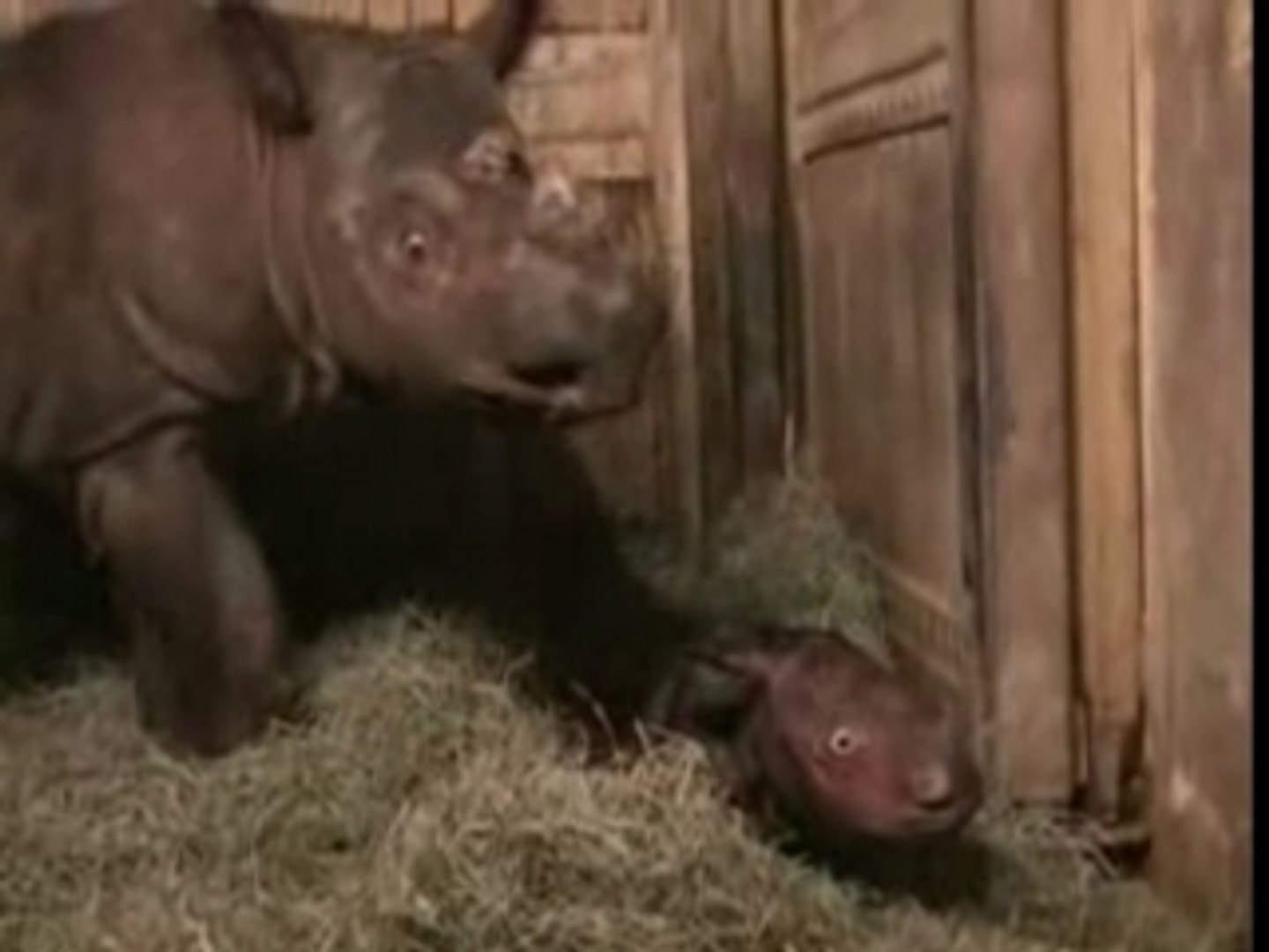 Harapan le bébé rhinocéros