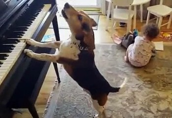 Chien compositeur joue du piano  собака композитор