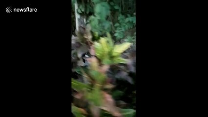 Residents rescue leopard cub from sewer drain in Indonesia