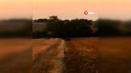 Tarım arazilerine giren domuz sürüsü çiftçileri tedirgin etti