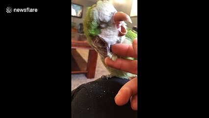 Bird enjoys his self-scratches