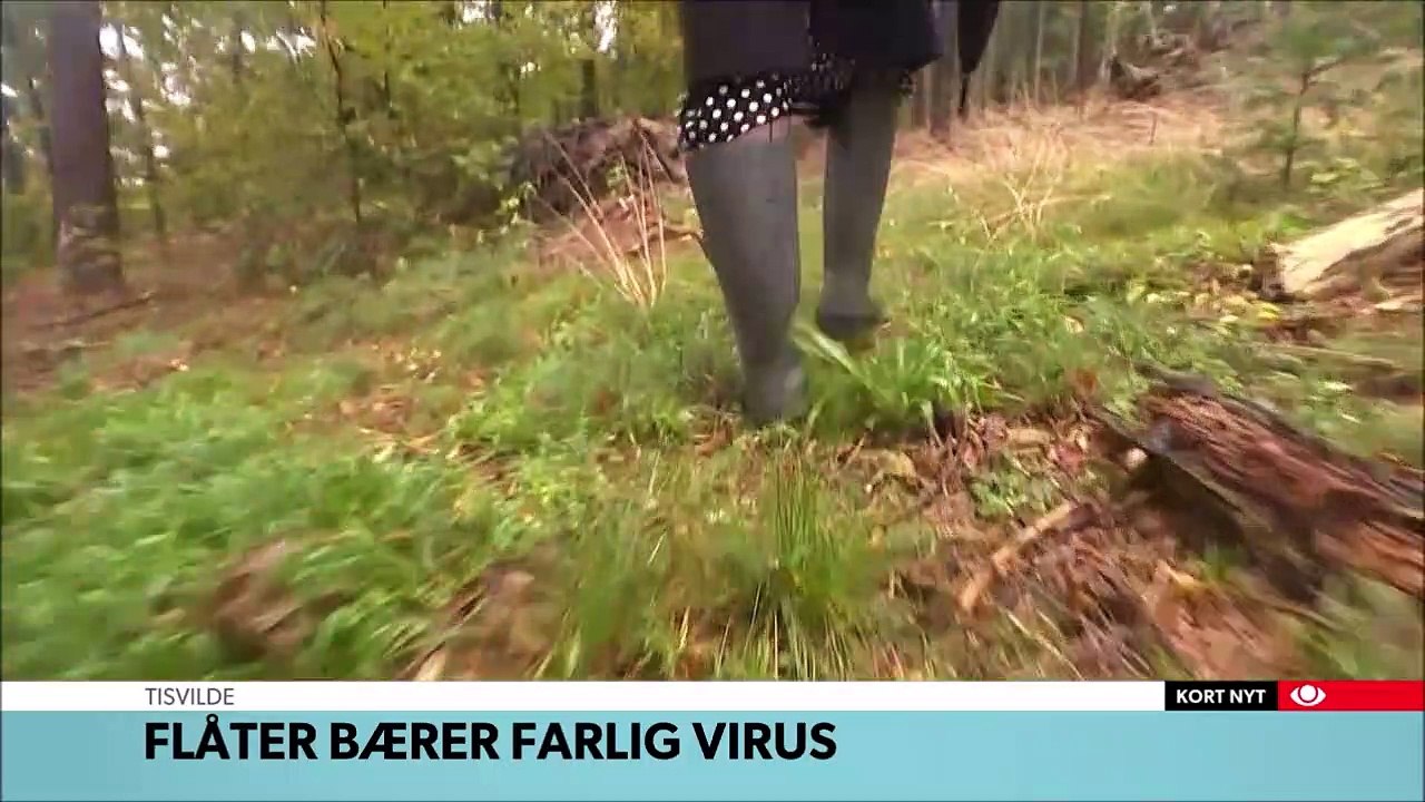 Flåter bærer farlig virus - DR TVAvisen 11-10-2019