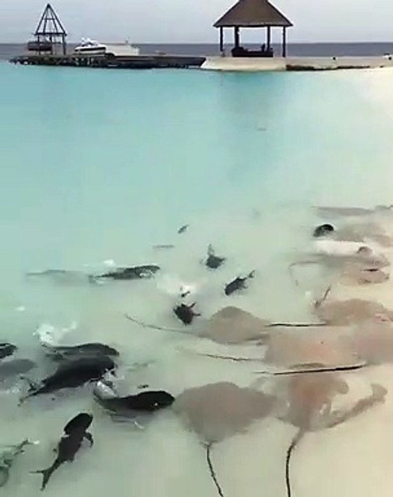 L'heure du repas pour ces dizaines de raies et de requins sauvages sur la plage