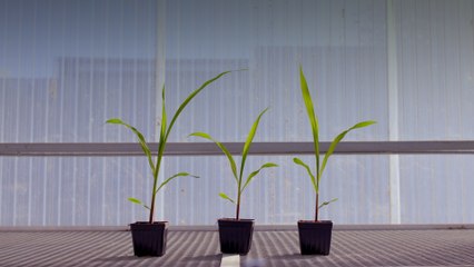 Probiotics for Plants