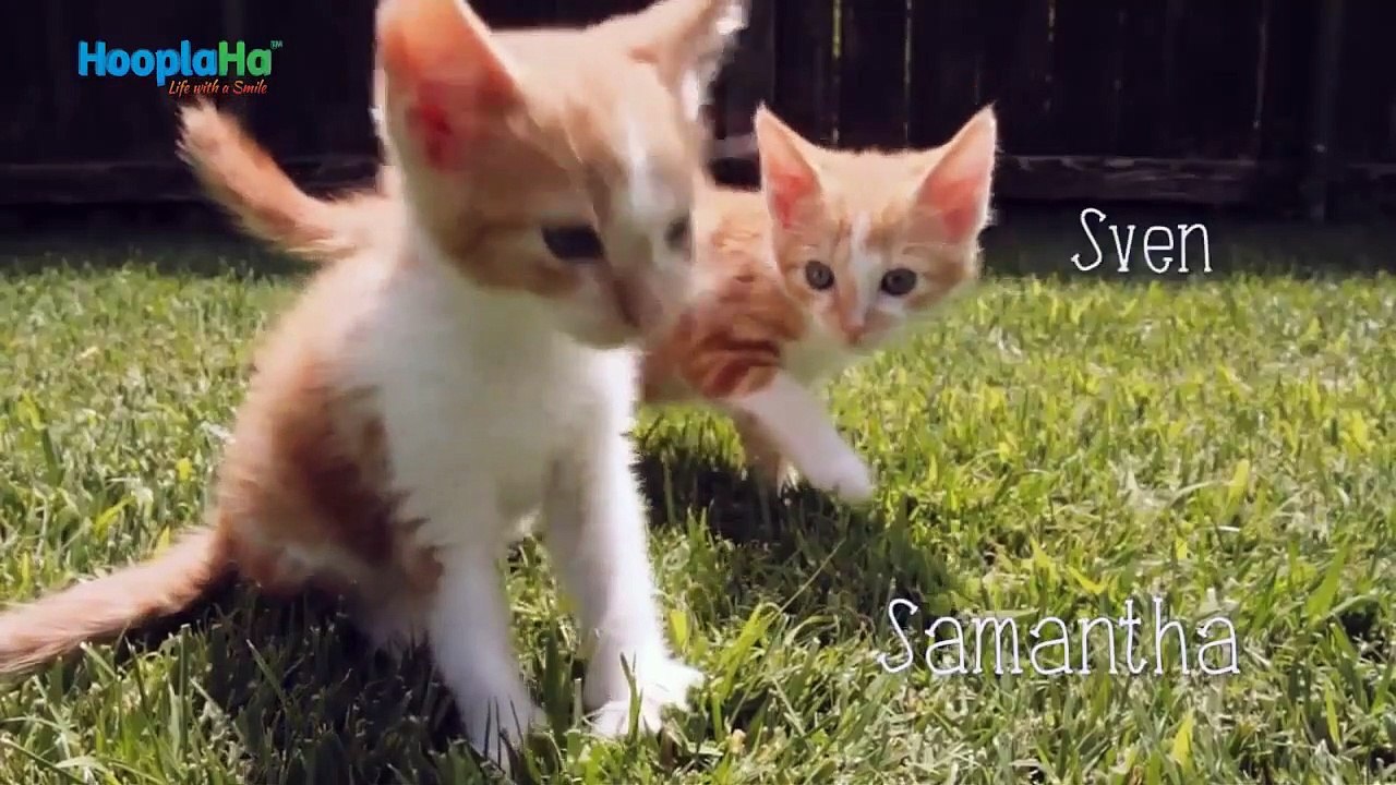 Kittens First Day Outside