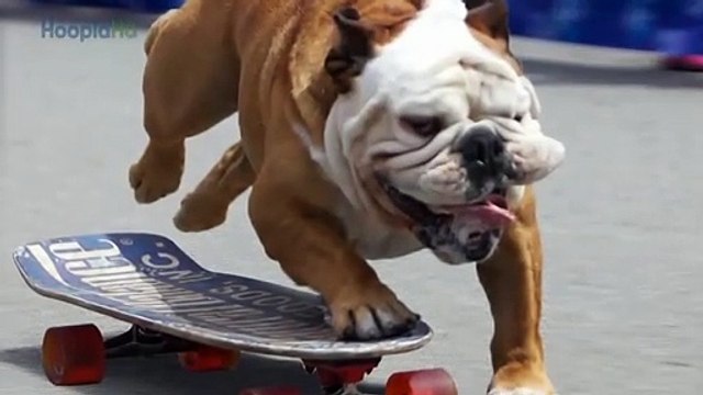 Tillman the Surfing Bulldog