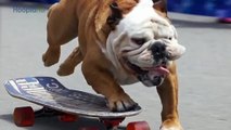 Tillman the Surfing Bulldog
