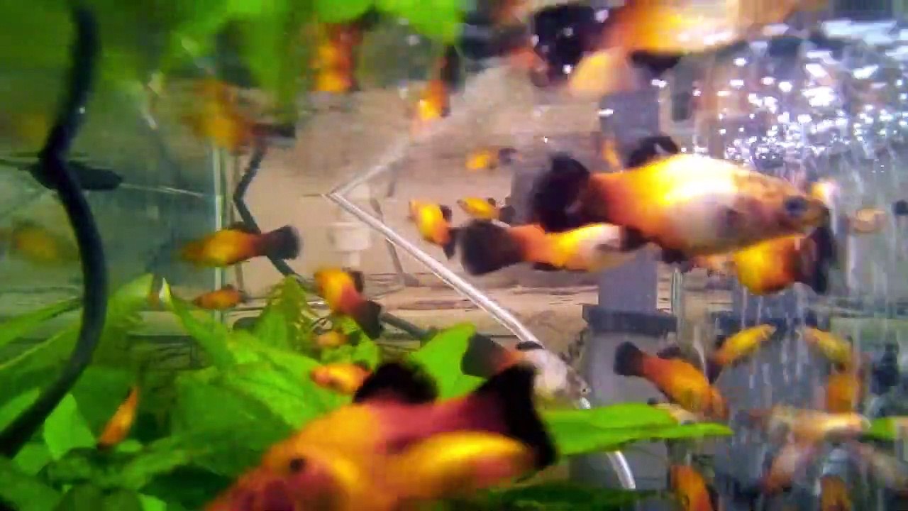 Aquário de Peixes Platy. #05