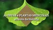 As ERVAS e PLANTAS MEDICINAIS atraves da historia