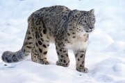 La caza 'vertical' de un leopardo de las nieves más impresionante jamás grabada