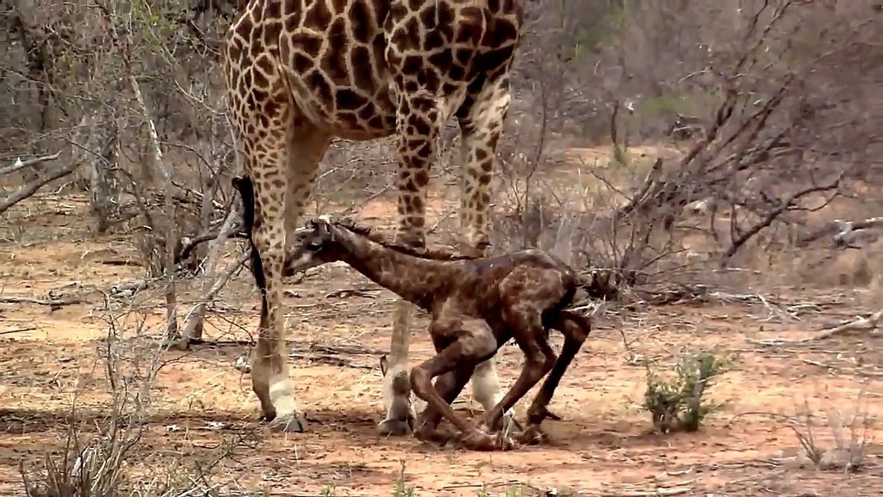 El bebé jirafa es devorado por los leones apenas dar sus primeros pasos
