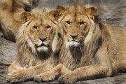 Los dos leones hermanos se baten en duelo por los favores de una hembra coqueta