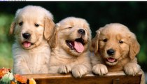 Sabes por qu los golden retriever son los mejores perros del mundo?