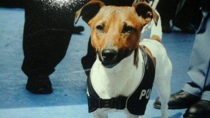 ¿Sabías qué la mafia ofrece 5.000 euros por la cabeza de este perrito?