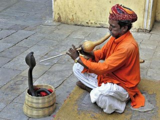 El mono le roba así la cobra al encantador de serpientes