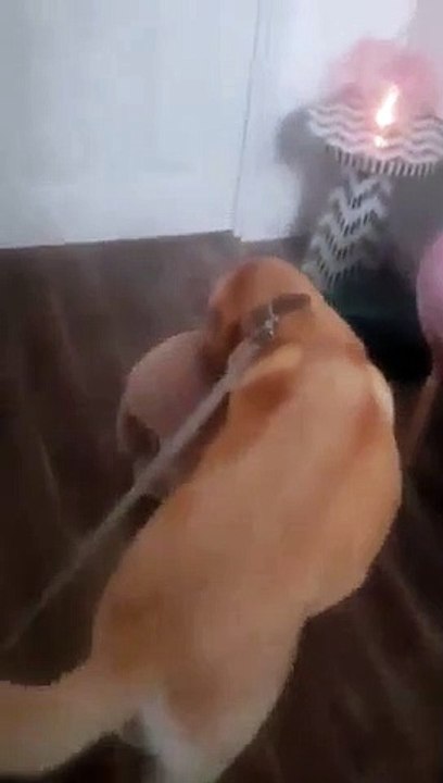 Ce chien veut catégoriquement sortir avec sa peluche