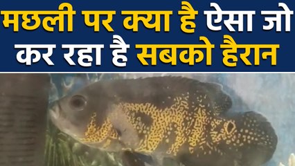 UP Shamli में सभी को हैरान कर रही है ये Special fish, चौंका देगी वजह, Watch Video | वनइंडिया हिंदी