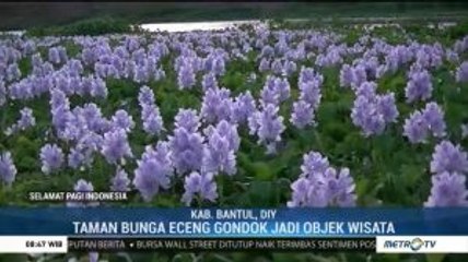 Menikmati Pesona Taman Bunga Eceng Gondok di Bantul