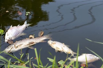 कोयंबटूर की वैलंकुलम झील में सैकड़ों की तदाद में मिली मरी हुई मछलियाँ