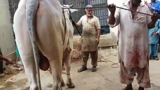 EID UL ADHA 2019 - BAKRA EID PAKISTAN Beautiful Cows For Qurbani 2019 In Karachi