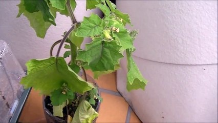 MATCH OM CONTRE PSG - GUILLAUME