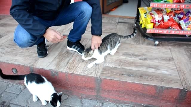 Zonguldak kedinin ağzına takılan olta kancası çıkarıldı