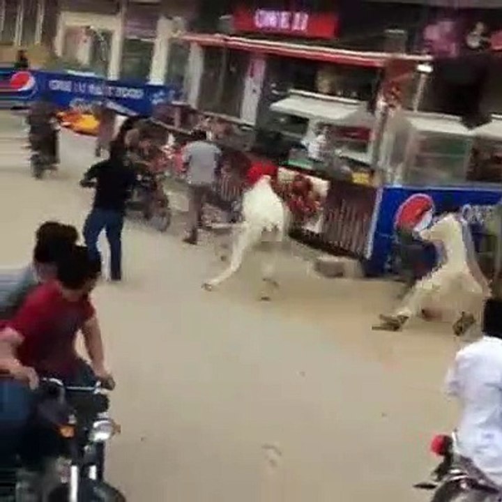 Cow Qurbani | Funny Compilation of Cow Running...